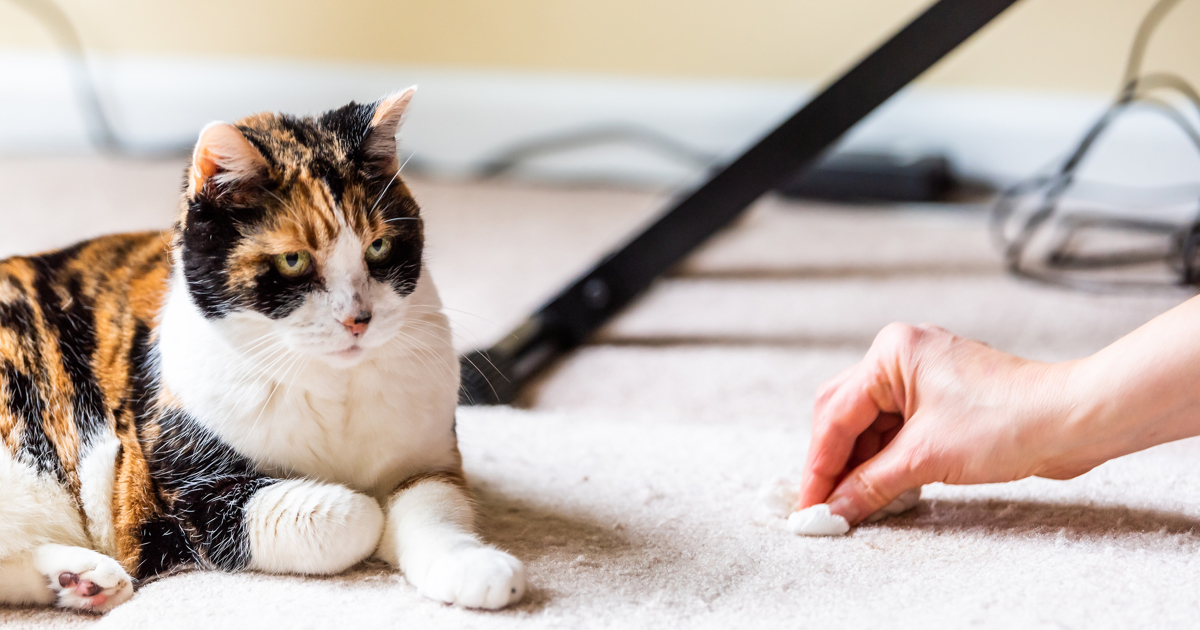 How to Get Rid of Smell of Cat Pee From Your Carpets Plenty