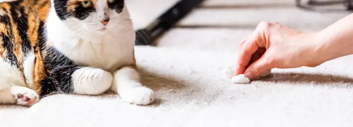 Cleaning cat pee
