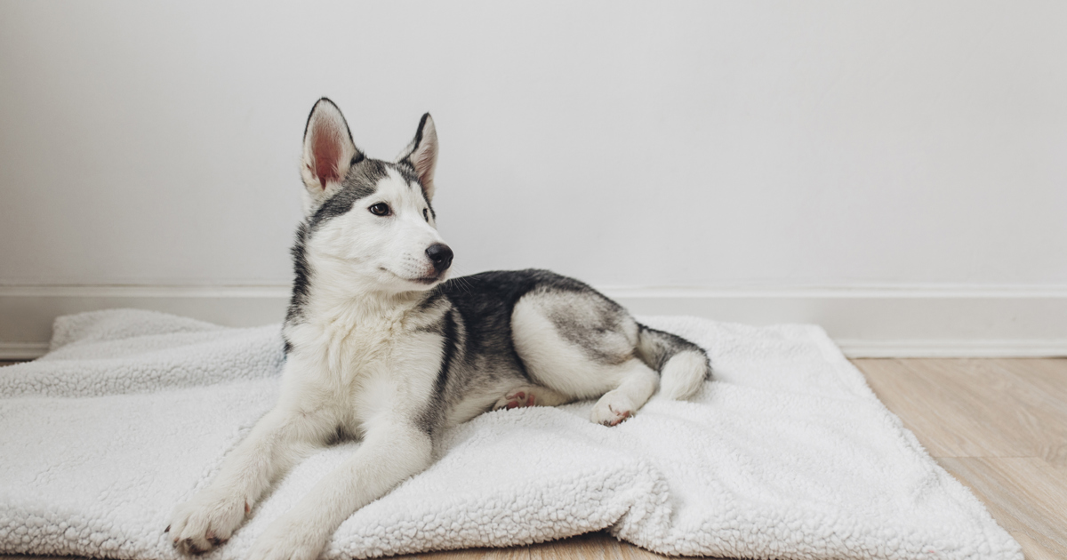 How Do You Get Husky Hair Off Blanket