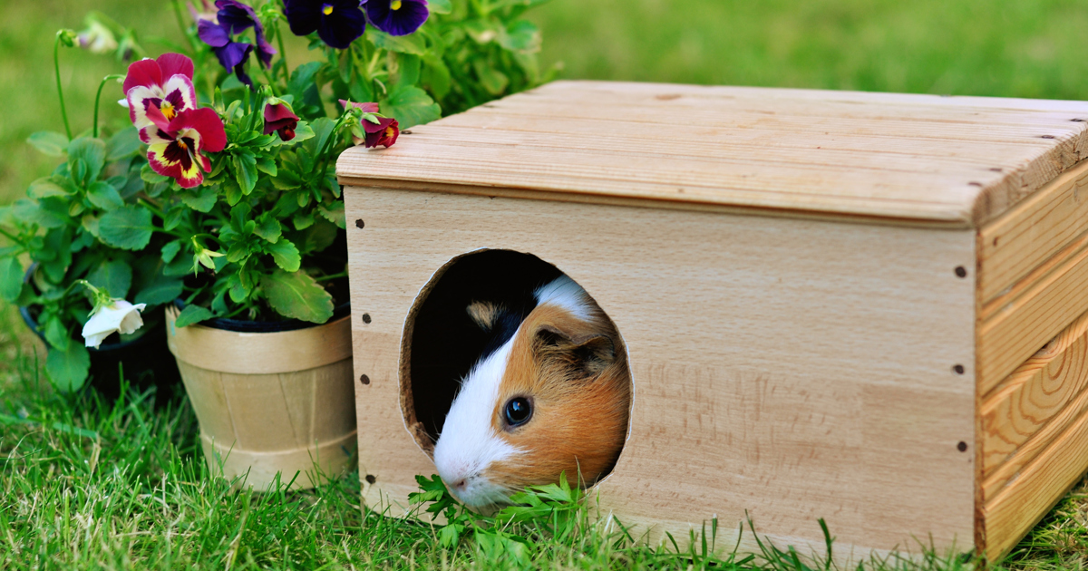 How to Clean a Guinea Pig Cage Better than Your Home Plenty