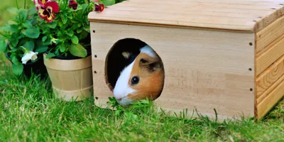 How to clean a guinea pig cage so well that your home will be jealous