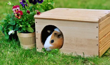 How to clean a guinea pig cage so well that your home will be jealous