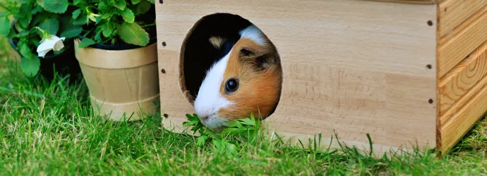 How to clean a guinea pig cage so well that your home will be jealous