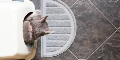 How to stop a litter box from making your house smell funky