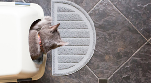 How to stop a litter box from making your house smell funky