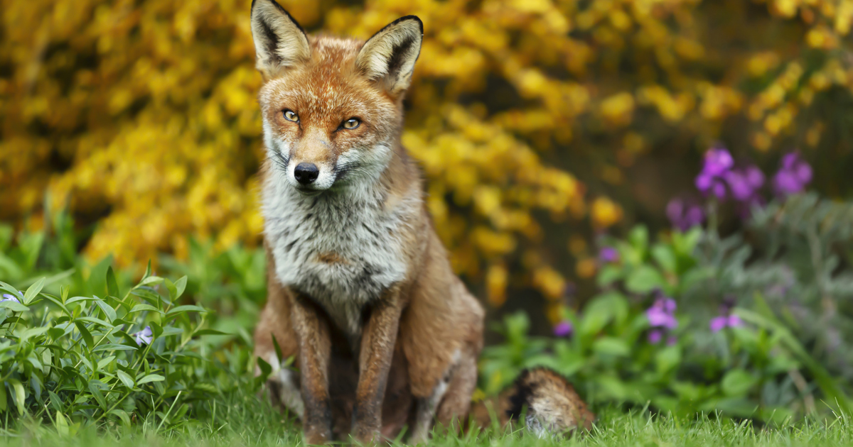 Discovered Fox Poo in the Garden? Here’s What to Do Plenty