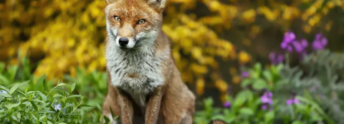 How to stop foxes pooing in the garden – and how to clean it up