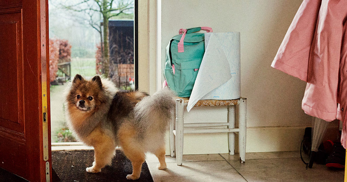 Pet Cleaning How to Get Dog Pee Out of Carpet Plenty