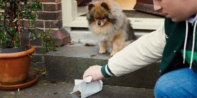 Ein kleiner Junge hebt Hundekot mit einem Papiertuch auf.
