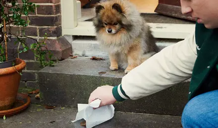 Ein kleiner Junge hebt Hundekot mit einem Papiertuch auf.
