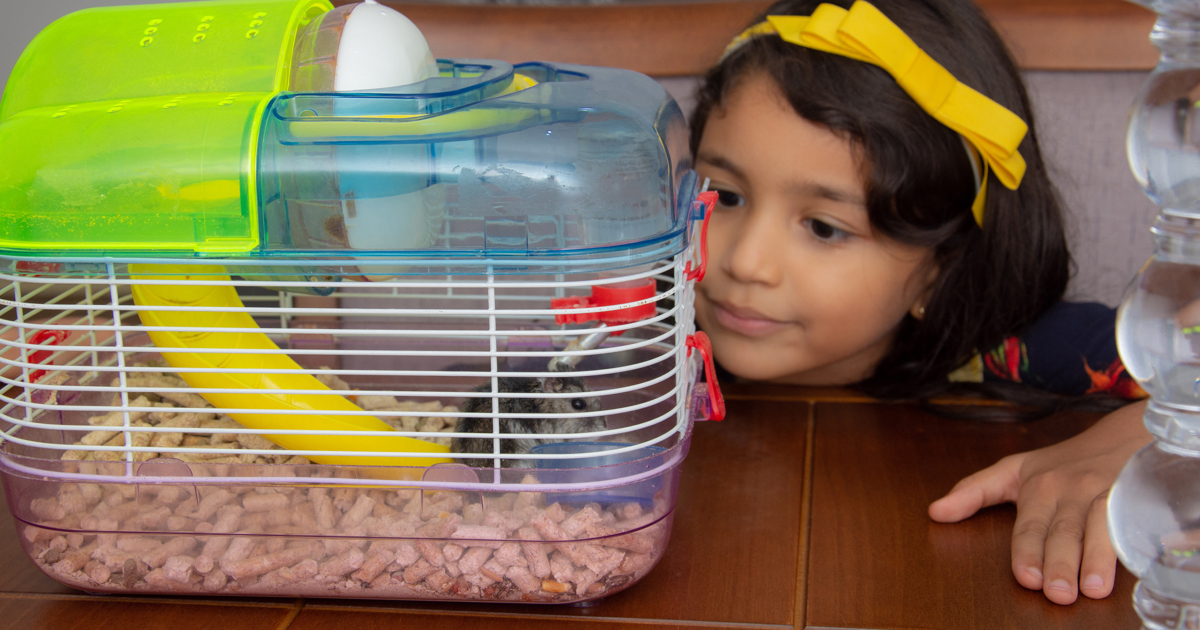 Show the Love By Learning How to Clean a Hamster Cage Plenty