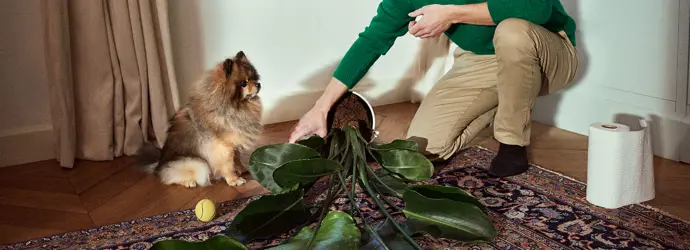 Man picking up a fallen potted plant from the living room next to a puppy.
