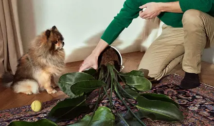 Man picking up a fallen potted plant from the living room next to a puppy.