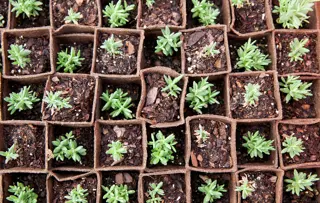A bird's eye view of a number of young plants in small containers.
