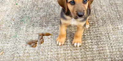 A first image of a dog leaving a poo on the floor and a second image of the dog walking through the poo and spreading it around the floor, with captions reading 'the poo and the walk-through'