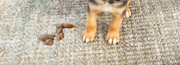 A first image of a dog leaving a poo on the floor and a second image of the dog walking through the poo and spreading it around the floor, with captions reading 'the poo and the walk-through'