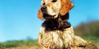 A hand wiping muddy paw marks from a table with a kitchen paper towel.